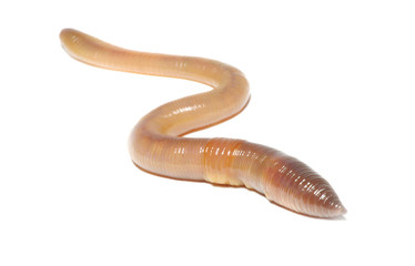  worm on white