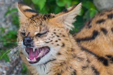 Serval Steppe, Leptailurus serval