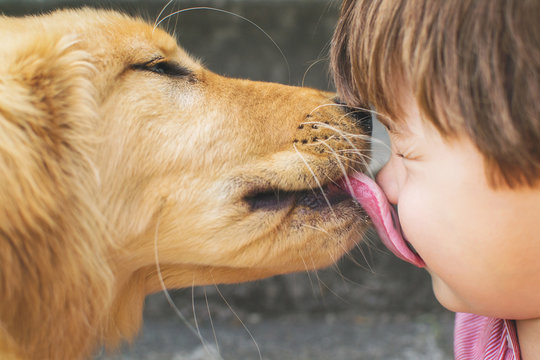 Close-up of a golden retriever licking a boy's face