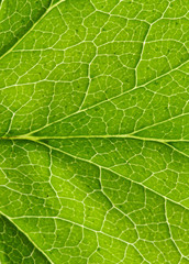  leaf texture