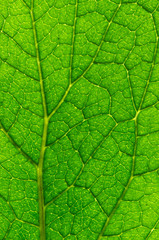 Naklejka na ściany i meble green leaf background