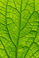  green leaf background