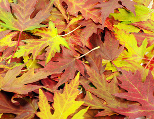  autumn orange leaves