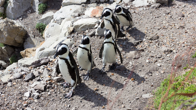 Penguins walking in a line, Betty's Bay, South Africa