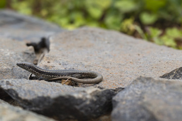 Lagartixa-da-Madeira, Lacerta dugesii.