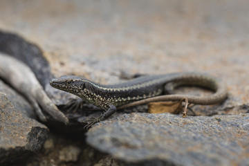 Lagartixa-da-Madeira, Lacerta dugesii.