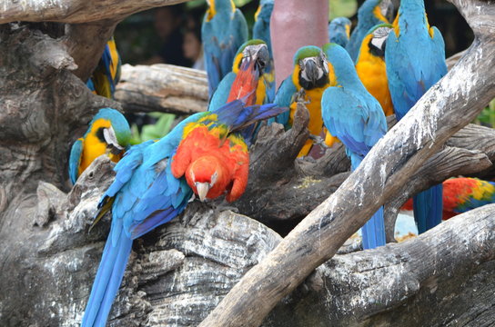 macow /  macow parrot on the tree