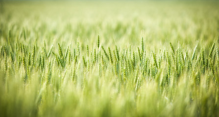 Green, Spring, Wheat Field with Soft Selective Focus