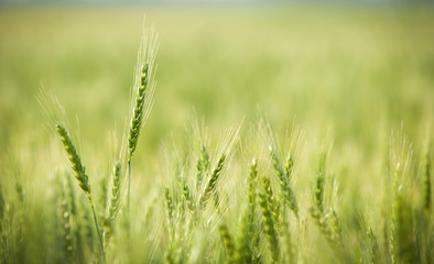 Green, Spring, Wheat Field with Soft Selective Focus