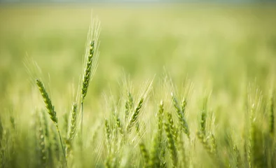 Fotobehang Green, Spring, Wheat Field with Soft Selective Focus © cj2a