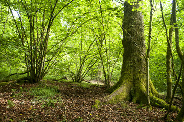 forest in springtime