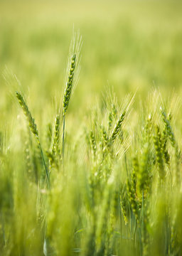 Green, Spring, Wheat Field with Soft Selective Focus