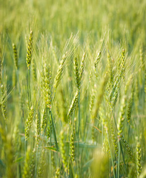 Green, Spring, Wheat Field with Soft Selective Focus