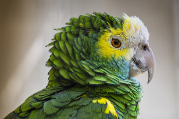 Green bird plumage, Harlequin Macaw feathers, nature texture bac