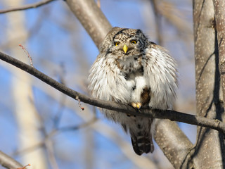 Smiling Pygmy Owl in spring
