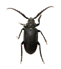 black beetle
