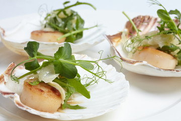 appetizer close-up: scallops, onion fennel, herbs