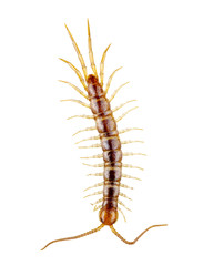 centipede