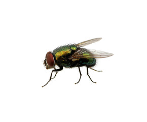 green fly