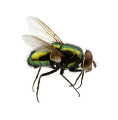 green fly
