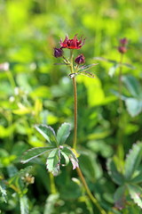Comarum palustre