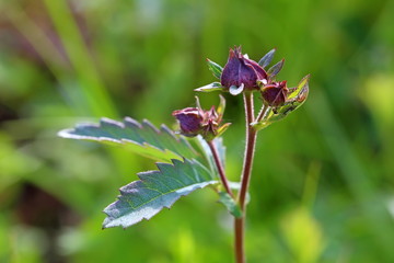 Comarum palustre L. (1753)