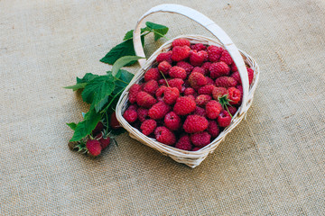 Red raspberry