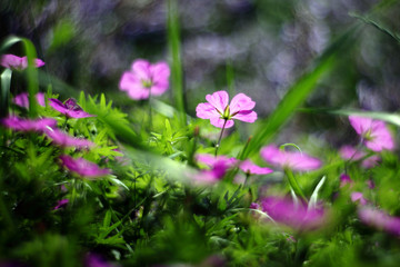 Closeup of a Cranesbill