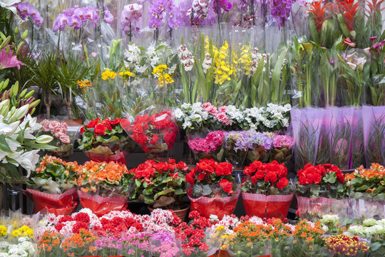 Flower Shop With Many Different Kind Of Flowers On The Shelves 