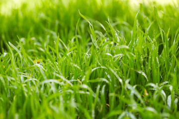 Green grass