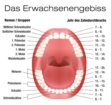 Teeth names and permanent teeth eruption chart with accurate notation of the different teeth, groups and the year of eruption. Isolated vector illustration over white background. GERMAN LABELING!