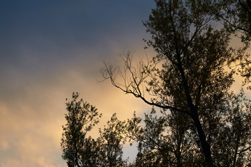 Fototapeta na wymiar Tree on sky background