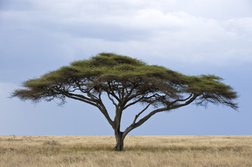 Tanzania, Serengeti National Park, Seronera area, an acacia - obrazy, fototapety, plakaty