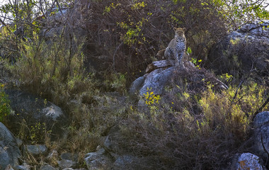Tanzania, Serengeti National Park, Seronera area, a leopard (panthera pardus)