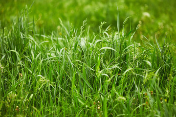 Obraz premium Nature background