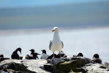 Herring gull, Farne Islands Nature Reserve, England