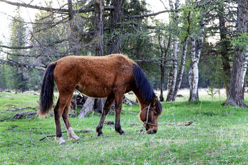 Young horse grazing