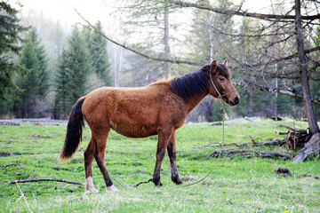 Young horse standing on the grass