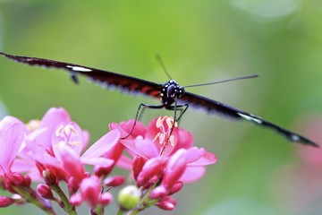 Fototapeta na wymiar Doris Longwing butterfly aerial view