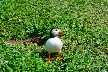 Atlantic puffin, Farne Islands Nature Reserve, England