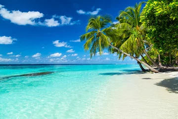 Foto auf Acrylglas Strand und Meer Kokospalmen am tropischen Paradiesstrand mit türkisblauem Wasser und blauem Himmel