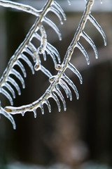 Ice Storm