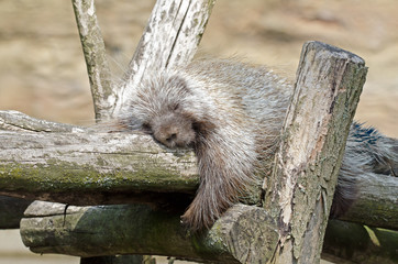 Baumstachler (Erethizontidae)