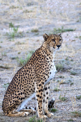 Namibia,a cheetah(acinonyx jubatus) in the Omaruru reserve