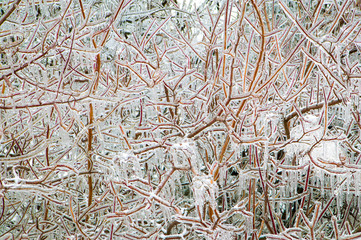 Ice Storm