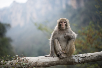 Monkey in Zhangjiajie
