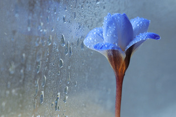 Naklejka na ściany i meble snow snowdrops spring flowers blue