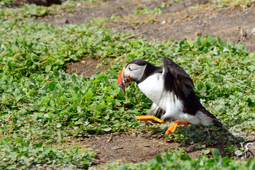 Atlantic puffin, Farne Islands Nature Reserve, England
