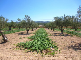 Fototapeta na wymiar pumpkin plants between olive trees
