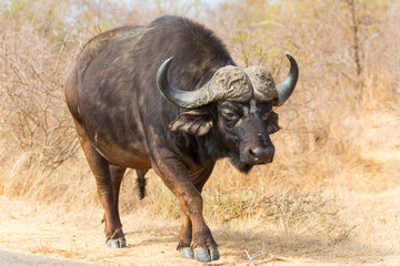 Obraz premium Cape Buffalo Bull